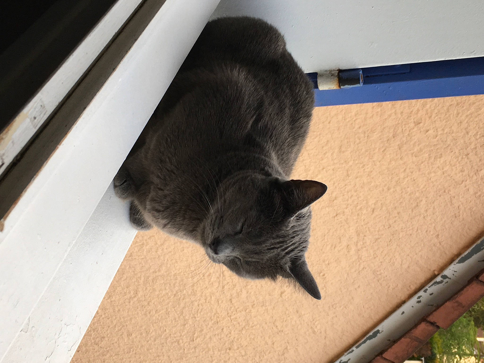 Gamine participe au concours pour gagner de l'argent avec cette photo : black_cat, carnivore, cat, comfort, domestic_short_haired_cat, felidae, flooring, fur, hardwood, shadow, small_to_medium_sized_cats, snout, tail, tints_and_shades, whiskers, wood