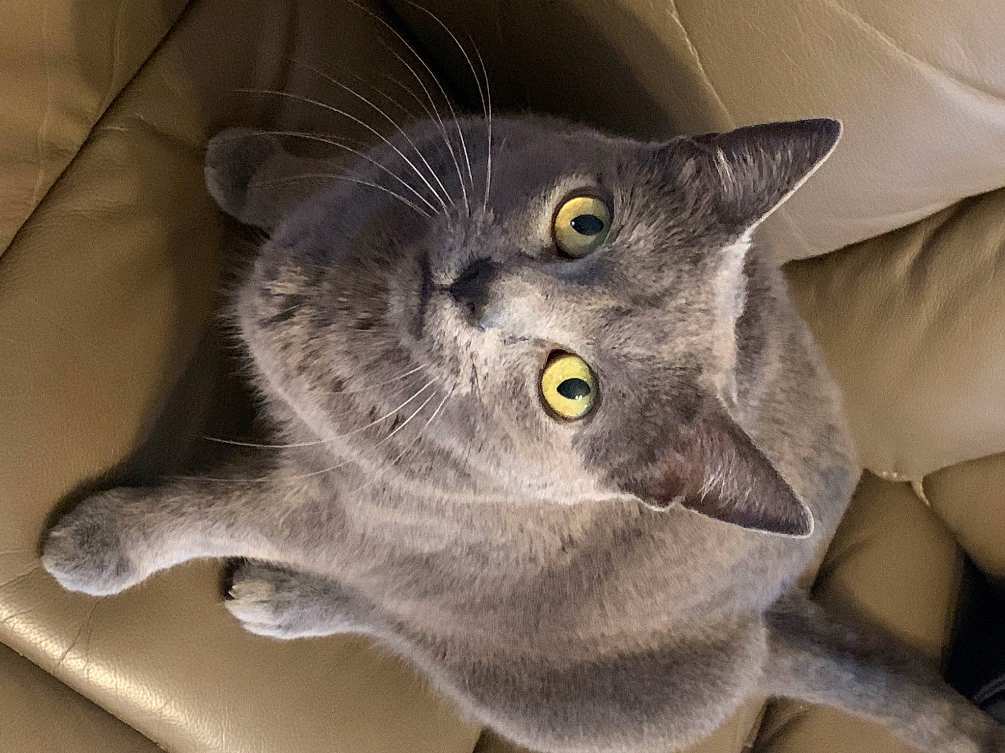 Gamine a rejoint le concours — aidez-le/la à gagner de superbes lots ! carnivore, cat, domestic_short_haired_cat, felidae, fur, grey, plant, russian_blue, small_to_medium_sized_cats, snout, whiskers