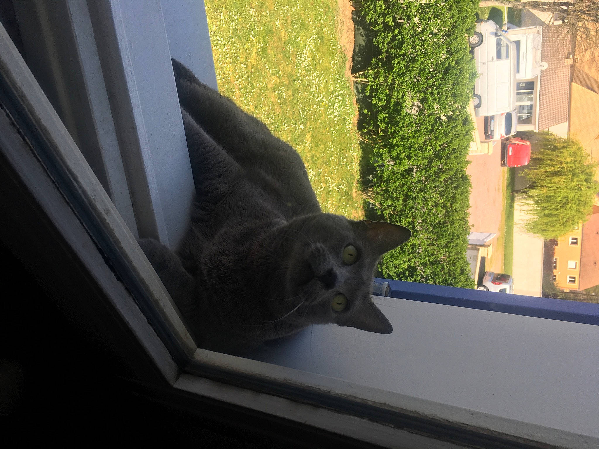 Gamine participe au concours pour gagner de l'argent avec cette photo : building, carnivore, cat, domestic_short_haired_cat, felidae, glass, grass, grey, plant, shade, small_to_medium_sized_cats, snout, street_light, sunlight, tail, tints_and_shades, tree, whiskers, window, wood