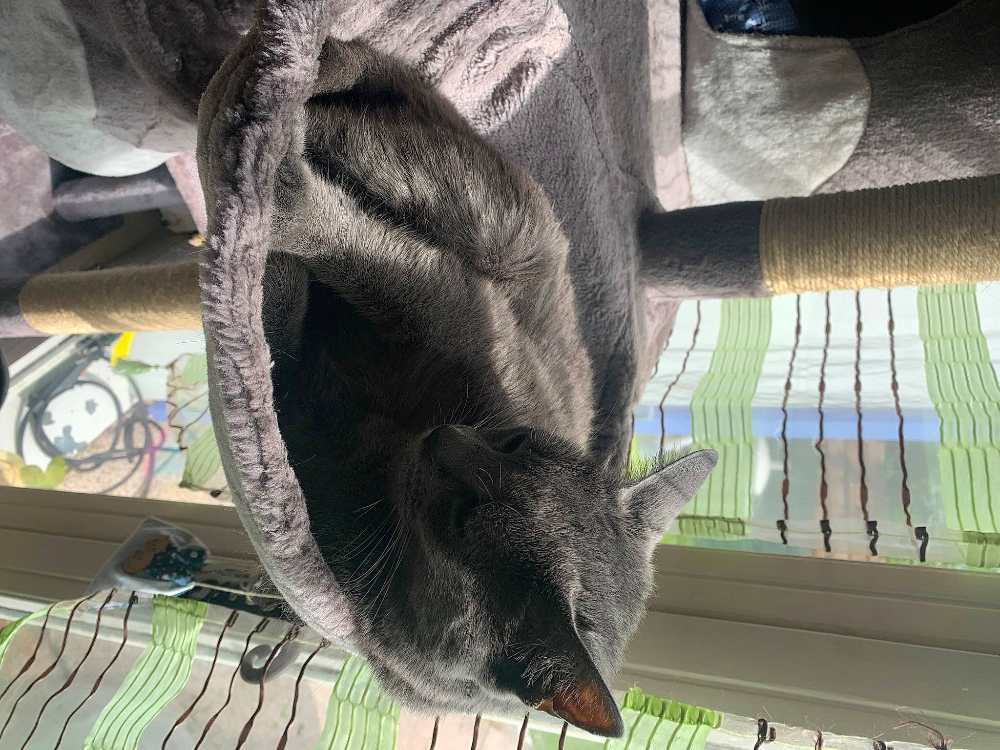 Gamine a rejoint le concours — aidez-le/la à gagner de superbes lots ! beak, bird, black_cat, cage, claw, domestic_short_haired_cat, feather, felidae, fur, grey, mammal, pet_supply, small_to_medium_sized_cats, snout, tail, whiskers, window, wing, wood, wool