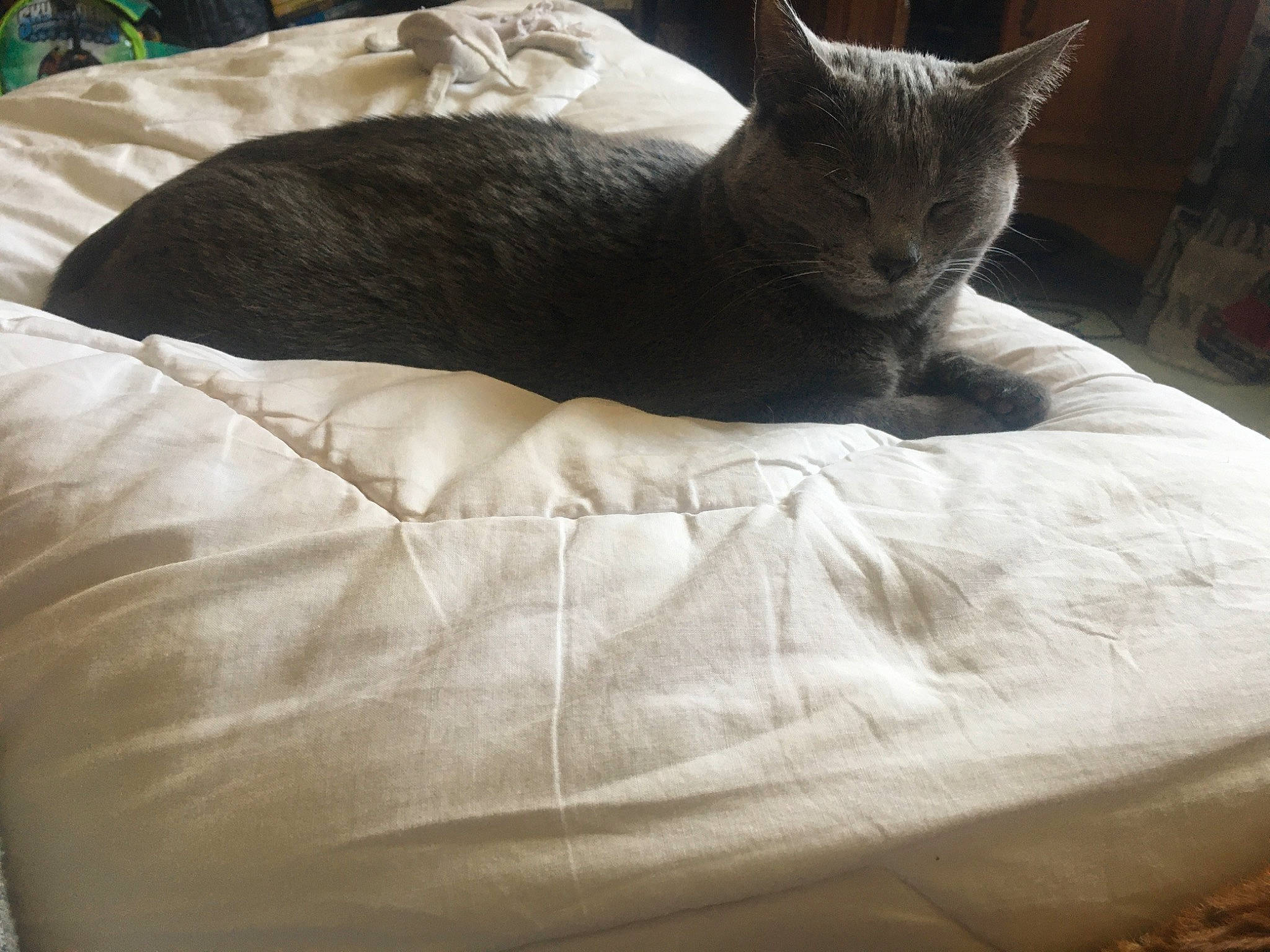 Gamine a rejoint le concours — aidez-le/la à gagner de superbes lots ! bed, bedding, carnivore, cat, cat_bed, cat_supply, comfort, domestic_short_haired_cat, fawn, felidae, fur, green, hardwood, linens, pet_supply, small_to_medium_sized_cats, snout, tail, terrestrial_animal, whiskers