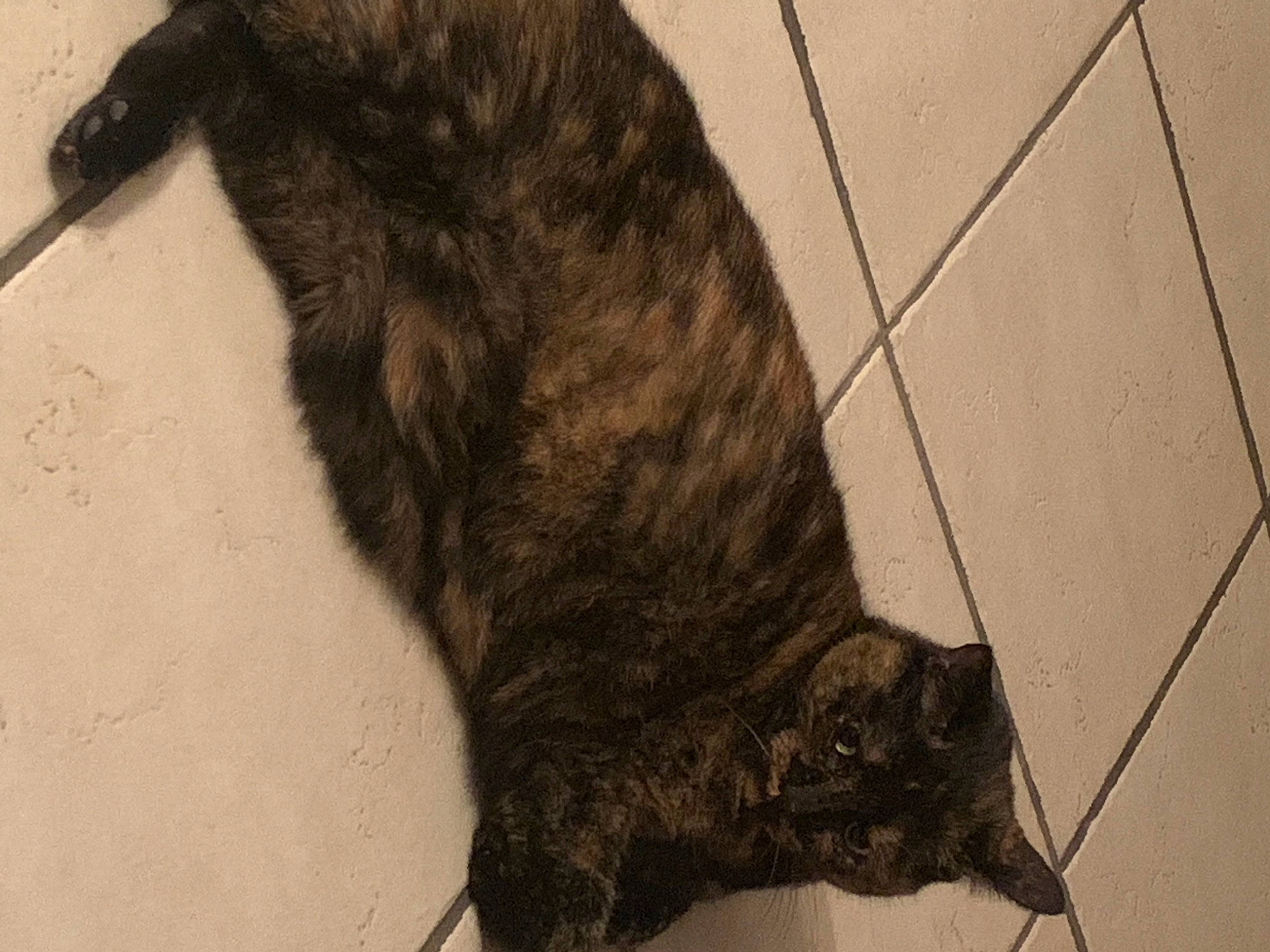 Shana participe au concours pour gagner de l'argent avec cette photo : carnivore, cat, claw, dog_breed, domestic_short_haired_cat, felidae, flooring, foot, fur, human_leg, paw, shadow, small_to_medium_sized_cats, snout, sporting_group, tail, terrestrial_animal, tile_flooring, whiskers, wood