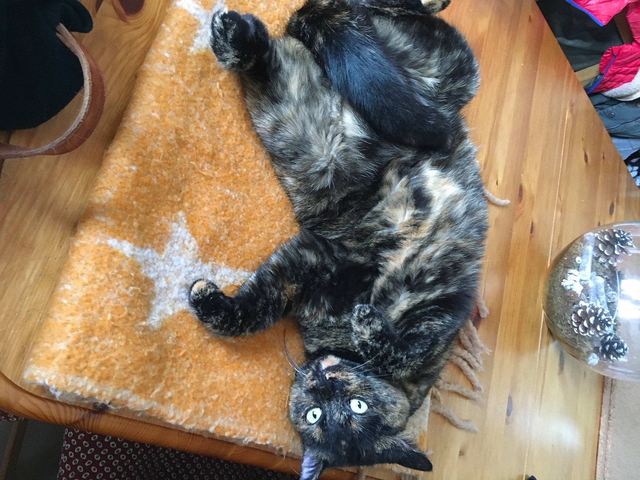 Shana a rejoint le concours — aidez-le/la à gagner de superbes lots ! canidae, carnivore, claw, companion_dog, dog, dog_breed, felidae, flooring, fur, hardwood, kitchen_utensil, puppy, small_to_medium_sized_cats, snout, sporting_group, tail, toy_dog, whiskers, wood, working_animal