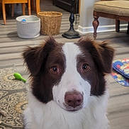 Rosey joined the competition — help win amazing prizes! dog, brown, white, pet, indoor, living_room, furniture, chair, basket, floor, toy, carpet, curious, portrait, canine, domestic_animal, animal, close_up, cute, fur