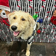 Chauncey is registered to the contest to win money with this photo: dog, happy, smiling, pet, fur, indoor, floor, decor, holiday, ghost_pattern, ribbon, black_and_white, background, tongue_out, canine, animal, cute, playful, festive, cheerful