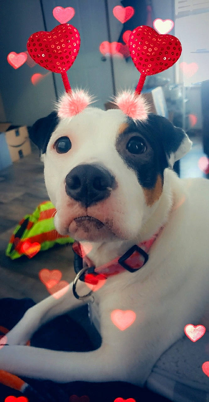 Zelda joined the competition — help win amazing prizes! canidae, carnivore, companion_dog, dog, dog_breed, ear, fawn, non_sporting_group, puppy_love, snout