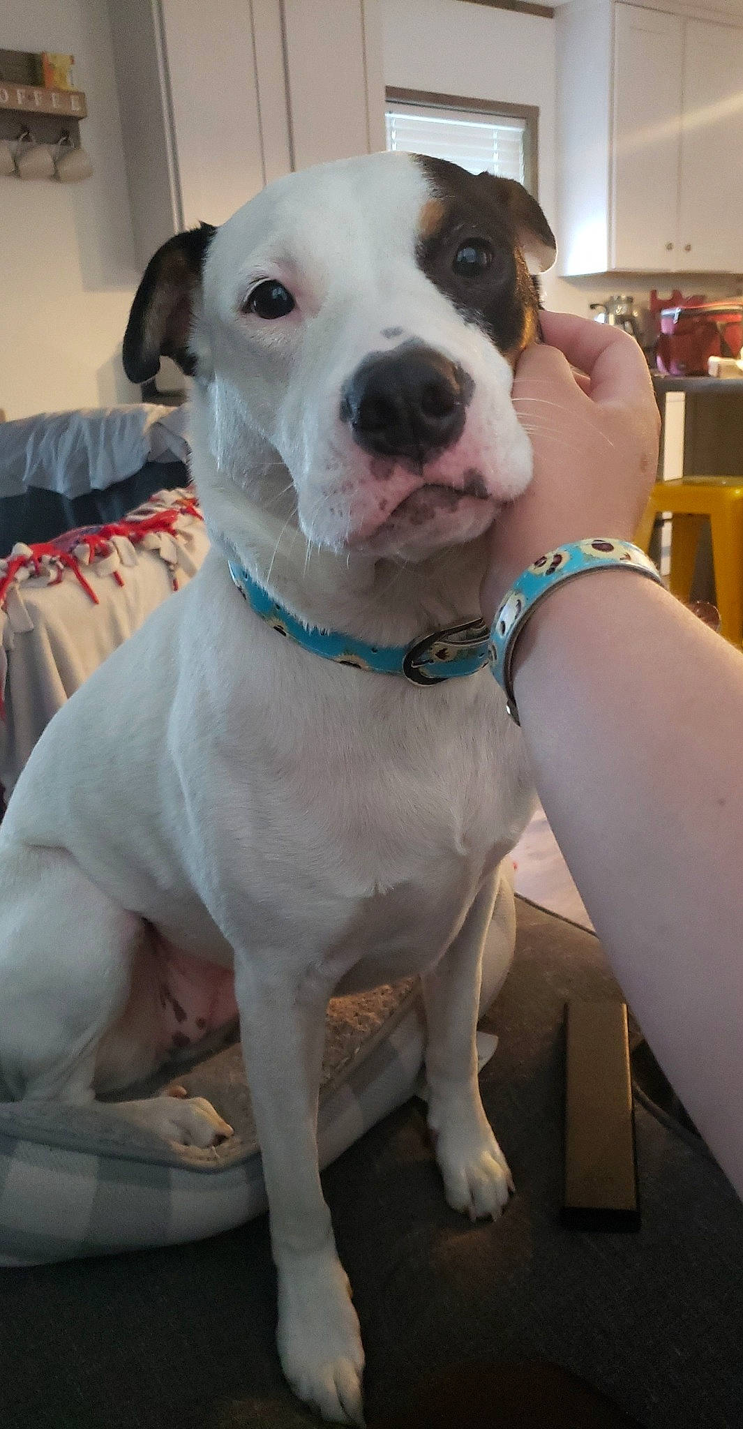 Zelda is registered to the contest to win money with this photo: american_bulldog, american_pit_bull_terrier, american_staffordshire_terrier, canidae, carnivore, companion_dog, dog, dog_breed, dogo_argentino, dogo_guatemalteco, fawn, mammal, non_sporting_group, old_english_terrier, pit_bull, rare_breed_dog, snout, staffordshire_bull_terrier, valley_bulldog, vertebrate