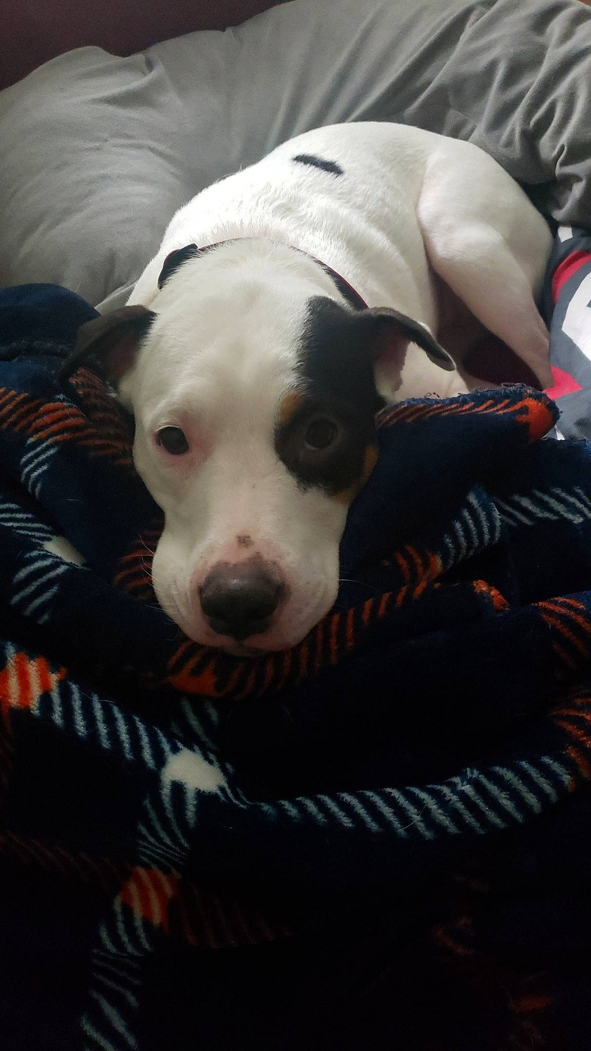 Zelda is registered to the contest to win money with this photo: american_pit_bull_terrier, american_staffordshire_terrier, canidae, carnivore, dog, dog_breed, dogo_argentino, dogo_guatemalteco, mammal, non_sporting_group, pit_bull, puppy, snout, vertebrate