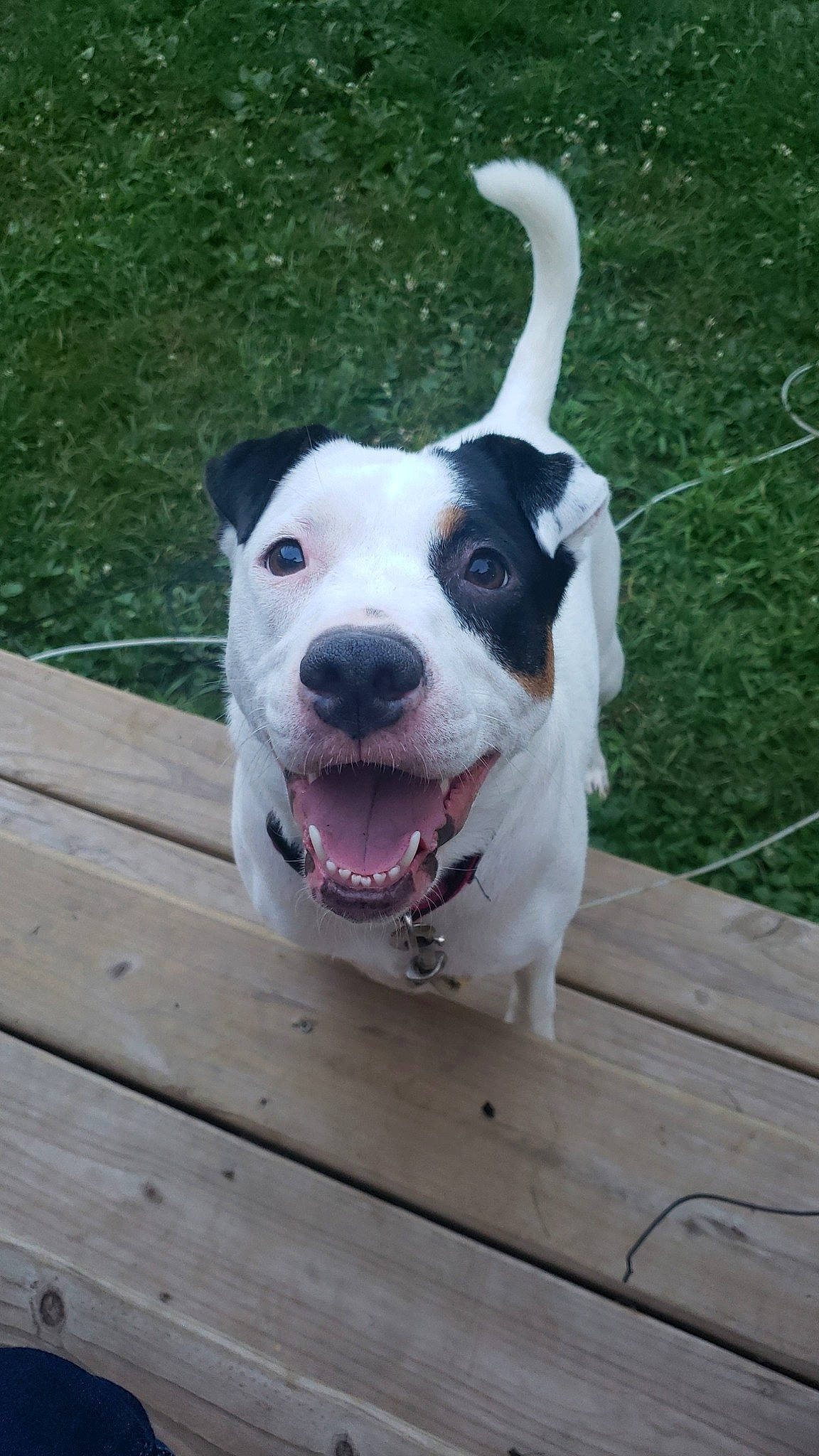 Zelda joined the competition — help win amazing prizes! american_bulldog, american_pit_bull_terrier, american_staffordshire_terrier, canidae, carnivore, companion_dog, dog, dog_breed, dogo_guatemalteco, fawn, mammal, non_sporting_group, nose, pit_bull, rare_breed_dog, snout, tail, terrier, vertebrate