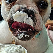 Delilah joined the competition — help win amazing prizes! dog, whipped_cream, close_up, face, mouth, tongue, nose, fur, pet, cup, food, messy, blanket, indoor, animal, collar, cute, playful, expression, happy