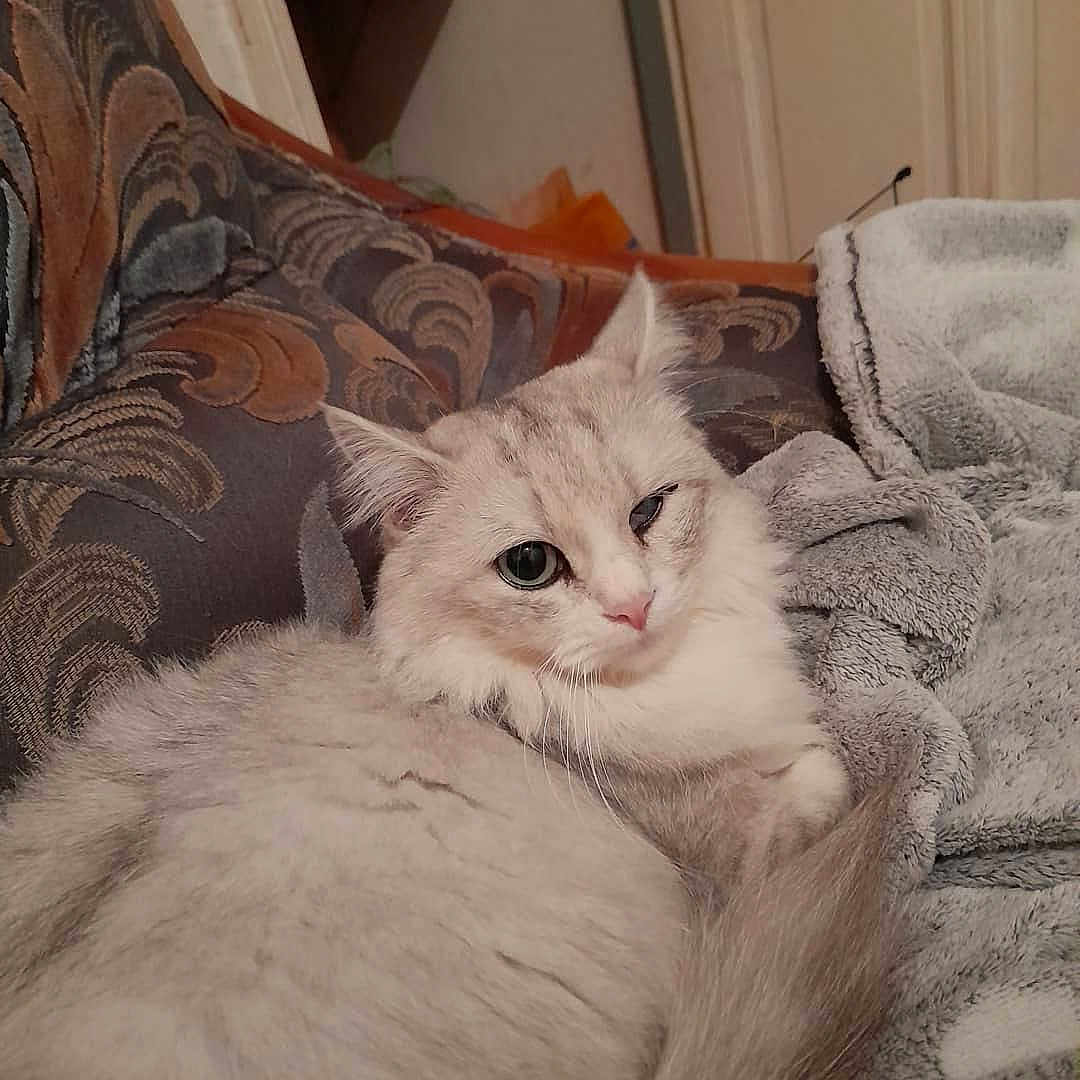 Bichette