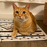 Peanut is registered to the contest to win money with this photo: cat, orange_tabby, indoor, rug, patterned_rug, floor, wood_floor, pet, animal, feline, whiskers, ears, curious, sitting, looking, domestic_cat, cozy, household, basket, wall