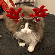 Mia participe au concours pour gagner de l'argent avec cette photo : adorable, animal, cat, christmas, costume, couch, cute, eyes, festive, fluffy, fur, gray, holiday, holiday_accessory, indoor, paws, pet, reindeer_antlers, whiskers, white