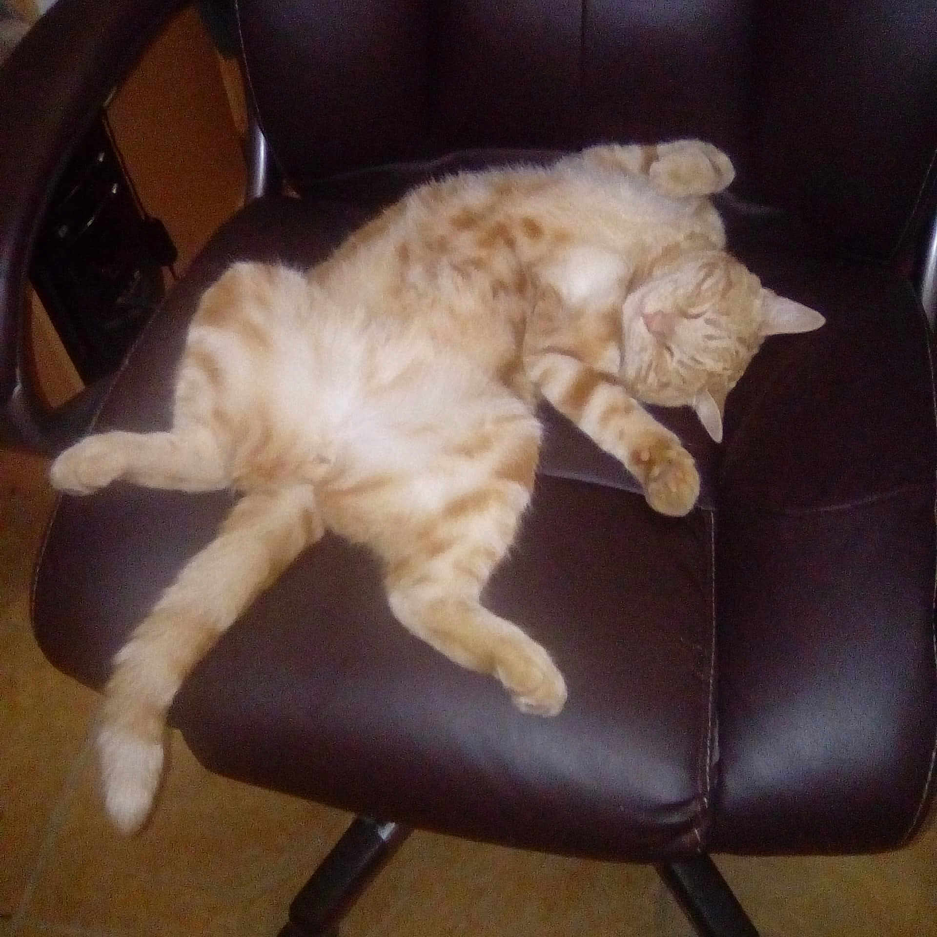 Manou