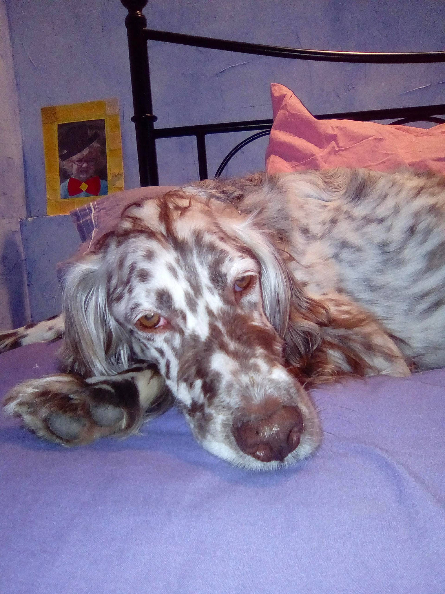 Jarod a rejoint le concours — aidez-le/la à gagner de superbes lots ! carnivoran, dog, dog_breed, dog_like_mammal, english_setter, person, setter, small_munsterlander, snout, spaniel, sporting_group