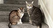 Bella is registered to the contest to win money with this photo: animal, carpet, cat, cats, companions, curious, domestic, feline, gray_cat, home, indoor, looking, pets, side_by_side, sitting, staircase, tabby_cat, two_animals, wall, wide_eyes