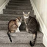 animal, carpet, cat, cats, companions, curious, domestic, feline, gray_cat, home, indoor, looking, pets, side_by_side, sitting, staircase, tabby_cat, two_animals, wall, wide_eyes