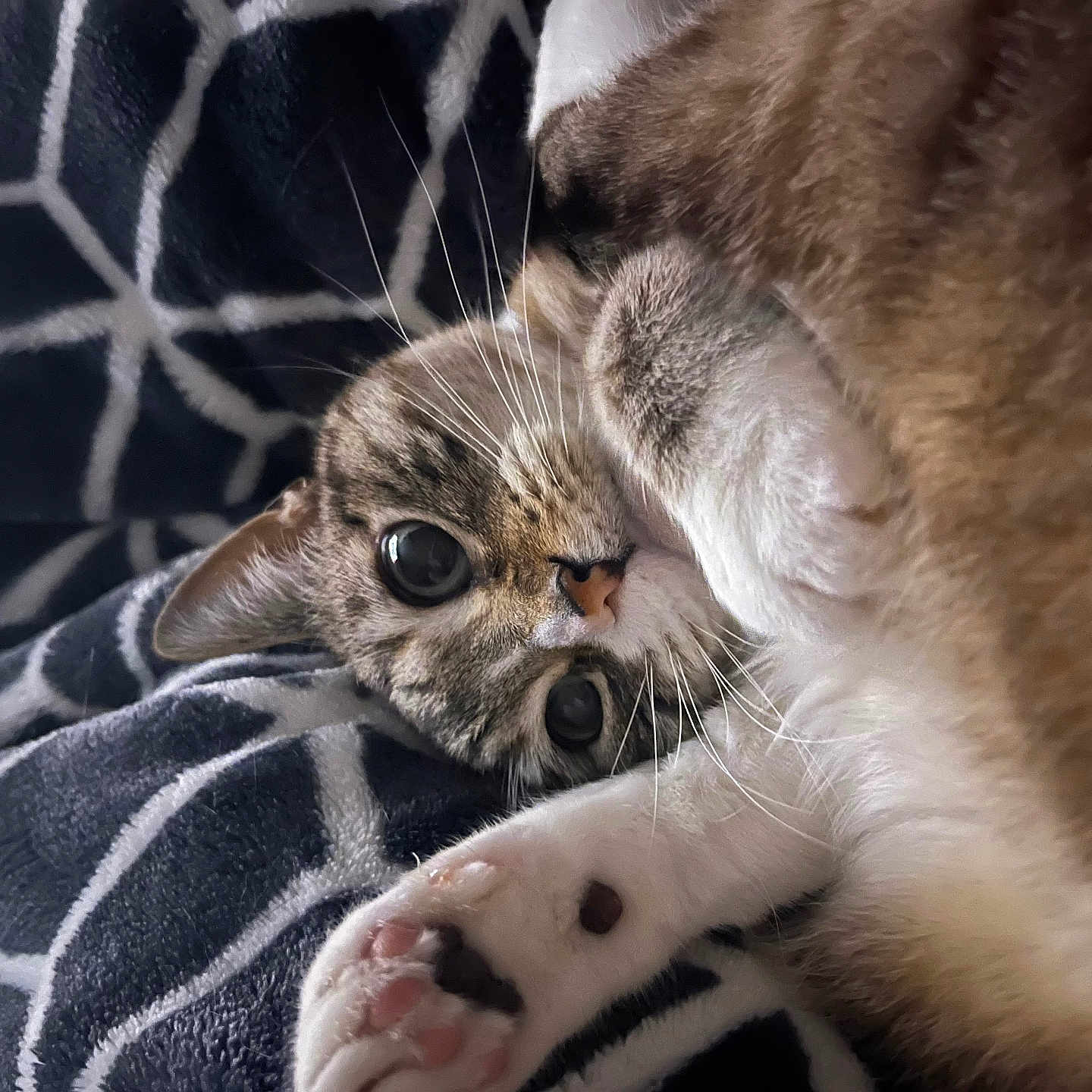 Bella joined the competition — help win amazing prizes! animal, blanket, cat, closeup, comfortable, cozy, cute, eyes, feline, fur, indoor, paw, pet, relaxed, resting, sleepy, soft, striped, tabby, whiskers