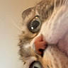 Bella joined the competition — help win amazing prizes! alert, animal, cat, close_up, curious, cute, domestic_animal, eyes, face, feline, fur, head, indoor, looking, muzzle, nose, pet, portrait, tabby, whiskers