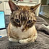 Bella joined the competition — help win amazing prizes! bedroom, blanket, cat, cozy, curious, dressing_table, ears, eyes, fan, feline, fur, furniture, gray, home, indoor, laptop, pet, resting, tabby, whiskers