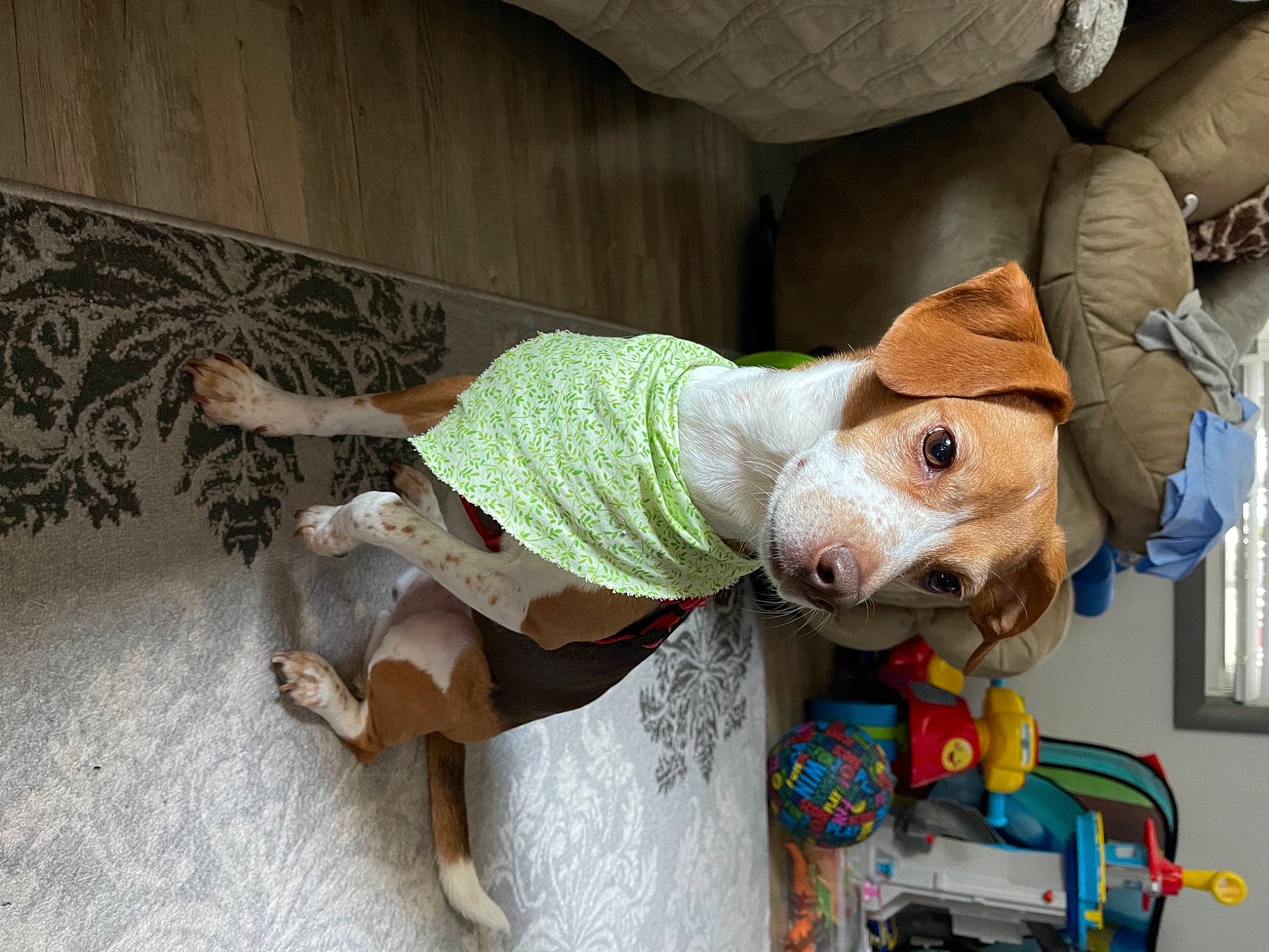 Sadie joined the competition — help win amazing prizes! animation, art, baby_toys, costume, doll, fawn, fictional_character, fun, fur, hat, plush, room, stuffed_toy, sun_hat, teddy_bear, toy, toy_vehicle, visual_arts, wood, working_animal