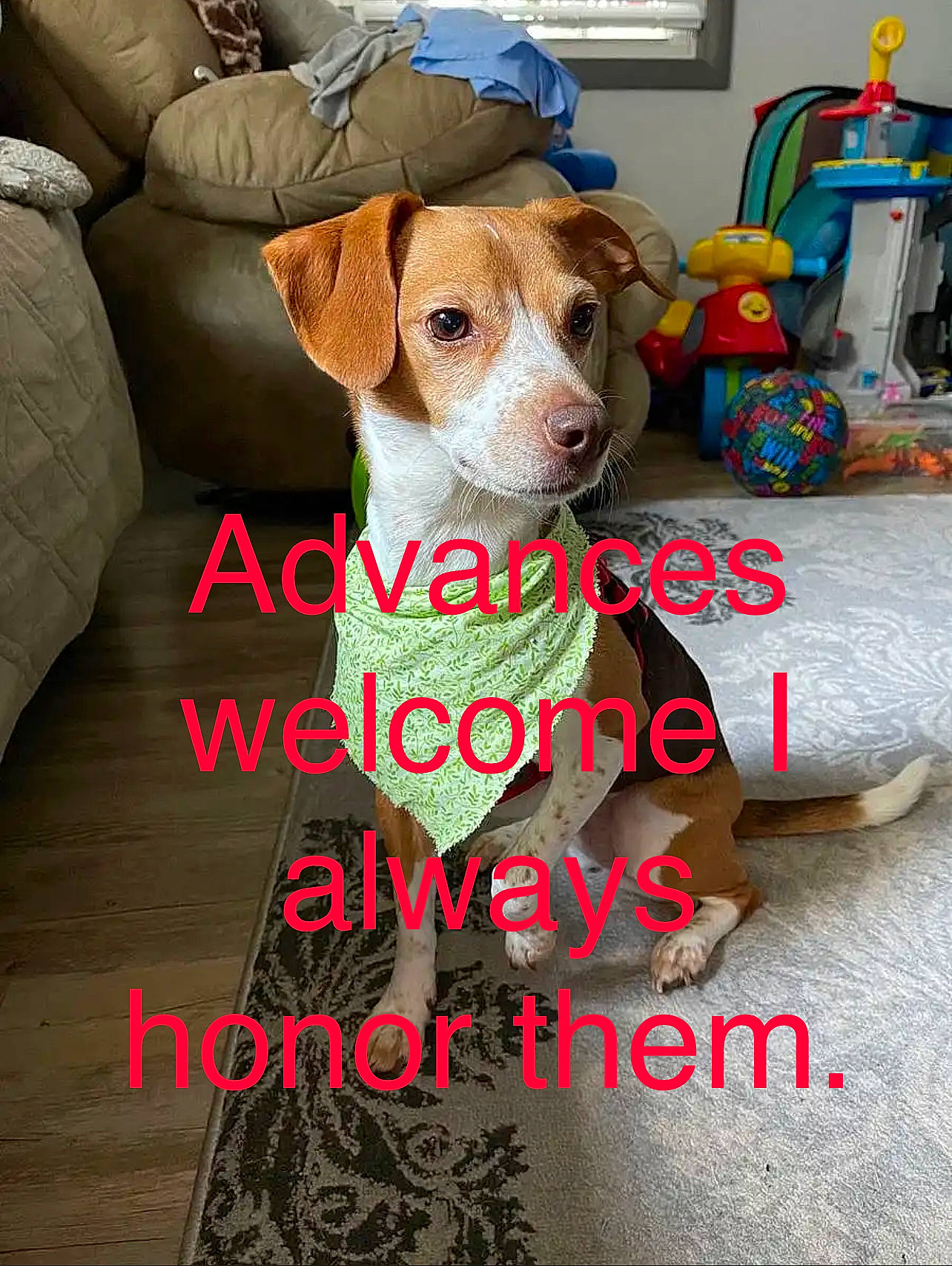 Sadie is registered to the contest to win money with this photo: carnivore, collar, comfort, companion_dog, couch, dog, dog_breed, dog_clothes, dog_collar, dog_supply, fawn, font, furniture, happy, pattern, pet_supply, photo_caption, rectangle, sporting_group, working_animal