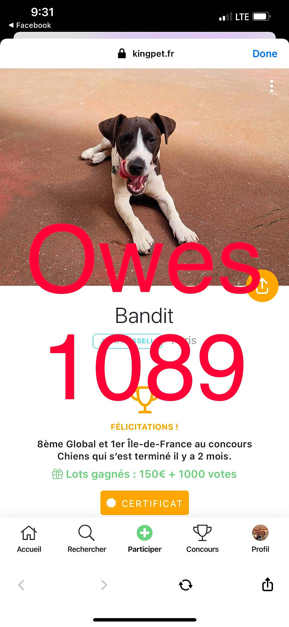 Sadie is registered to the contest to win money with this photo: advertising, boston_terrier, brand, carmine, carnivore, companion_dog, dog, dog_breed, dog_supply, fawn, font, graphic_design, graphics, illustration, logo, non_sporting_group, paw, photo_caption, poster