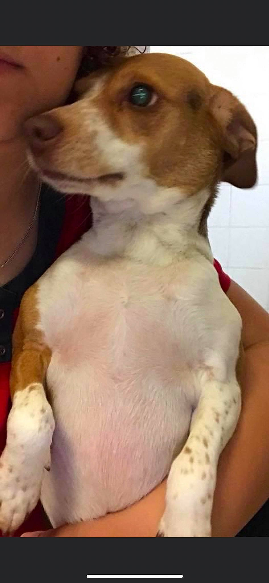 Sadie Martin joined the competition — help win amazing prizes! ancient_dog_breeds, canidae, carnivore, collar, companion_dog, dog, dog_breed, dog_collar, dog_supply, ear, fawn, fur, hunting_dog, liver, puppy, snout, sporting_group, terrestrial_animal, whiskers, working_animal