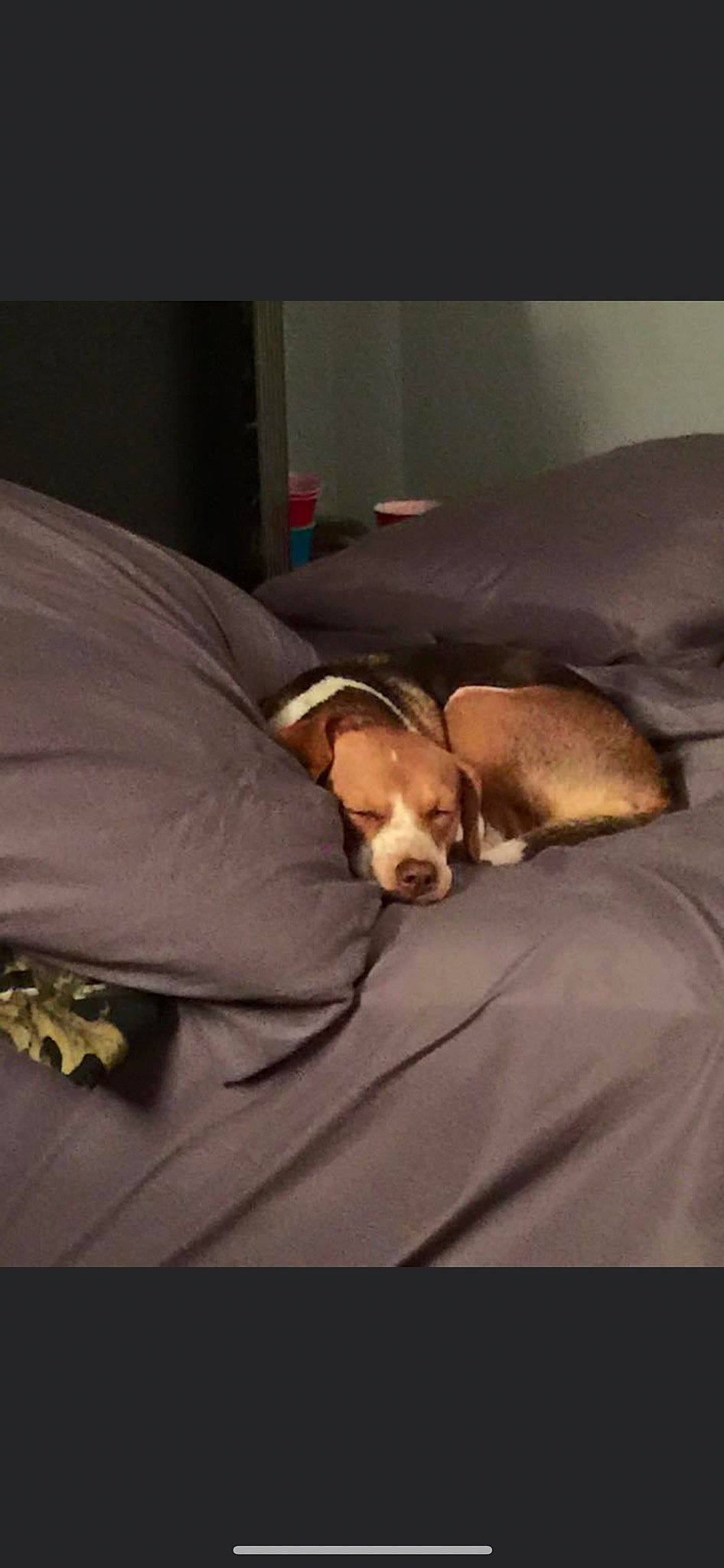 Sadie Martin is registered to the contest to win money with this photo: bed, bedding, bedtime, canidae, carnivore, comfort, companion_dog, couch, dog, dog_breed, fawn, fur, hound, laptop, linens, room, scent_hound, snout, sporting_group, working_animal