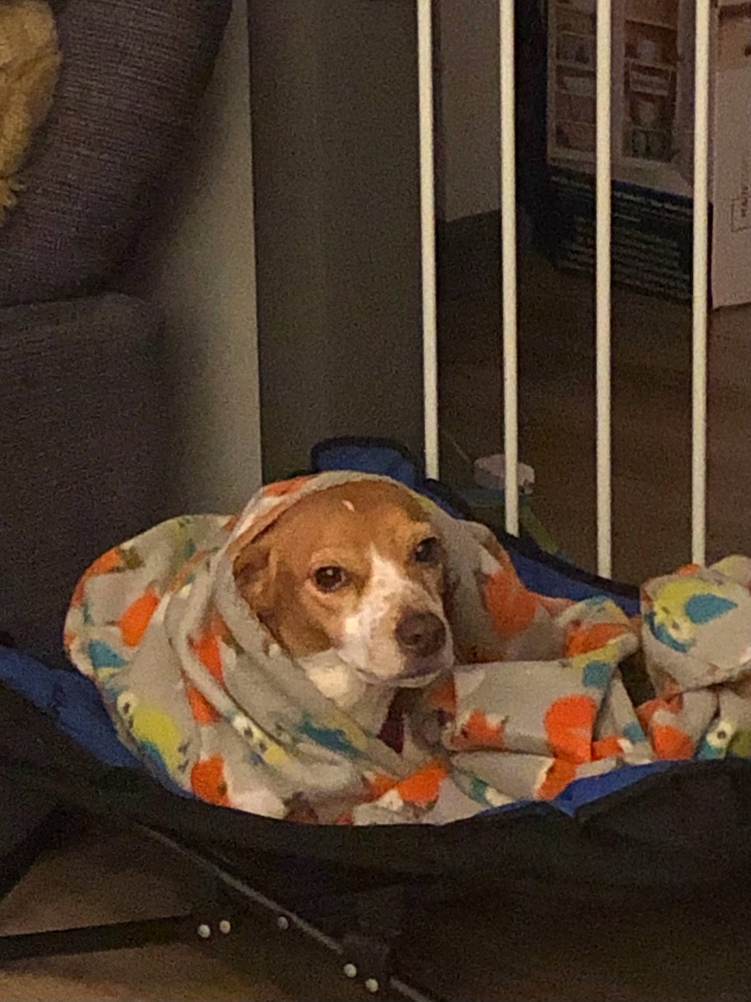 Sadie Martin joined the competition — help win amazing prizes! beagle_harrier, canidae, carnivore, comfort, companion_dog, couch, dog, dog_breed, dog_supply, fawn, fence, hound, hunting_dog, pet_supply, puppy, scent_hound, snout, sporting_group, working_animal