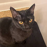 Ballora joined the competition — help win amazing prizes! black_cat, cat, pet, animal, indoor, looking_up, fur, ears, whiskers, amber_eyes, curious, sitting, corner, wall, floor, domestic_cat, feline, mammal, close_up, portrait