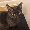 black_cat, cat, pet, animal, indoor, looking_up, fur, ears, whiskers, amber_eyes, curious, sitting, corner, wall, floor, domestic_cat, feline, mammal, close_up, portrait
