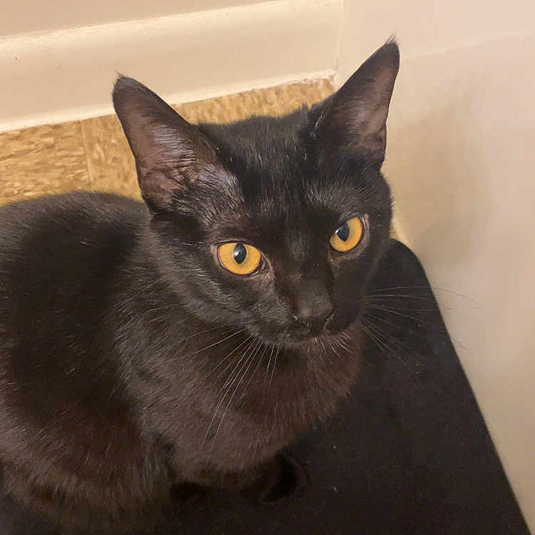 Ballora joined the competition — help win amazing prizes! black_cat, cat, pet, animal, indoor, looking_up, fur, ears, whiskers, amber_eyes, curious, sitting, corner, wall, floor, domestic_cat, feline, mammal, close_up, portrait