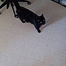 black_cat, cat, indoor, floor, office_chair, storage_drawers, curious, pet, animal, looking_up, tile_floor, domestic_cat, feline, home, four_legs, whiskers, ears, tail, shadow, quiet