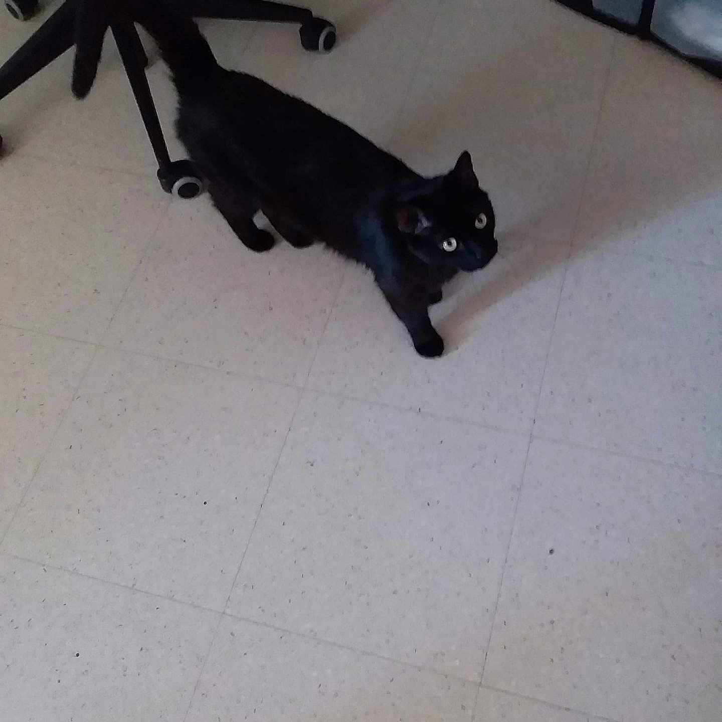 Felix