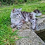 Venus a rejoint le concours — aidez-le/la à gagner de superbes lots ! cat, silver_tabby, outdoor, grass, stone, ledge, water, nature, pet, feline, fur, resting, animal, mammal, greenery, peaceful, daylight, whiskers, ears, tail