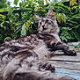 Venus a rejoint le concours — aidez-le/la à gagner de superbes lots ! cat, fluffy, outdoor, greenery, wooden_surface, relaxed, animal, feline, nature, leaf, plant, fur, portrait, side_view, resting, close_up, peaceful, wildlife, domestic_animal, eyes
