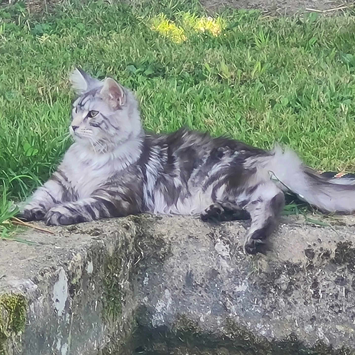 Venus a rejoint le concours — aidez-le/la à gagner de superbes lots ! animal, cat, daylight, ears, feline, fluffy_tail, fur, grass, greenery, moss, nature, outdoor, pet, portrait, relaxed, resting, side_view, silver_tabby, stone_ledge, whiskers