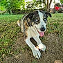 dog, blue_eyes, panting, grass, dirt, outdoor, sunlight, trees, garden, pet, canine, happy, tongue_out, nature, animal, playful, resting, summer, yard, domestic_animal