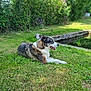 Pirate a rejoint le concours — aidez-le/la à gagner de superbes lots ! dog, grass, pond, nature, outdoor, greenery, canine, animal, resting, sunlight, peaceful, summer, park, muzzle, fur, side_view, tongue, quiet, relaxation, daytime