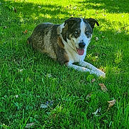 Pirate participe au concours pour gagner de l'argent avec cette photo : dog, grass, outdoor, pet, animal, canine, nature, sunlight, greenery, relaxed, tongue_out, blue_eyes, lying_down, happy, summer, daylight, mammal, fur, leaf, shade