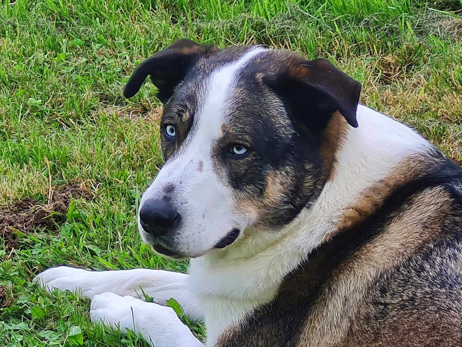 Pirate a rejoint le concours — aidez-le/la à gagner de superbes lots ! dog, animal, pet, outdoor, grass, blue_eyes, fur, lying_down, nature, canine, mammal, portrait, close_up, expression, resting, domestic_animal, brown, white, black, grass_field