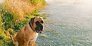 Pacha a rejoint le concours — aidez-le/la à gagner de superbes lots ! animal, boxer, bulldog, canine, car, dog, field, grass, hound, labradorretriever, machine, outdoors, pet, pitbull, plant, pug, puppy, transportation, vehicle, wheel