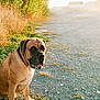 animal, boxer, bulldog, canine, car, dog, field, grass, hound, labradorretriever, machine, outdoors, pet, pitbull, plant, pug, puppy, transportation, vehicle, wheel