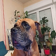 Pacha participe au concours pour gagner de l'argent avec cette photo : animal, architecture, boxer, building, bulldog, canine, dog, furniture, greatdane, indoors, interiordesign, jar, leaf, livingroom, pet, plant, planter, pottedplant, pottery, vase