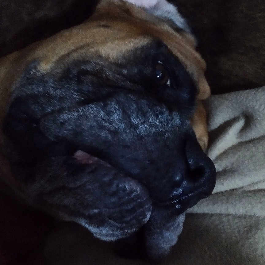 Pacha participe au concours pour gagner de l'argent avec cette photo : animal, boxer, bulldog, canine, dog, face, frenchbulldog, head, hound, indoors, interiordesign, person, pet, photography, pitbull, portrait, pug, puppy, sleeping, snout