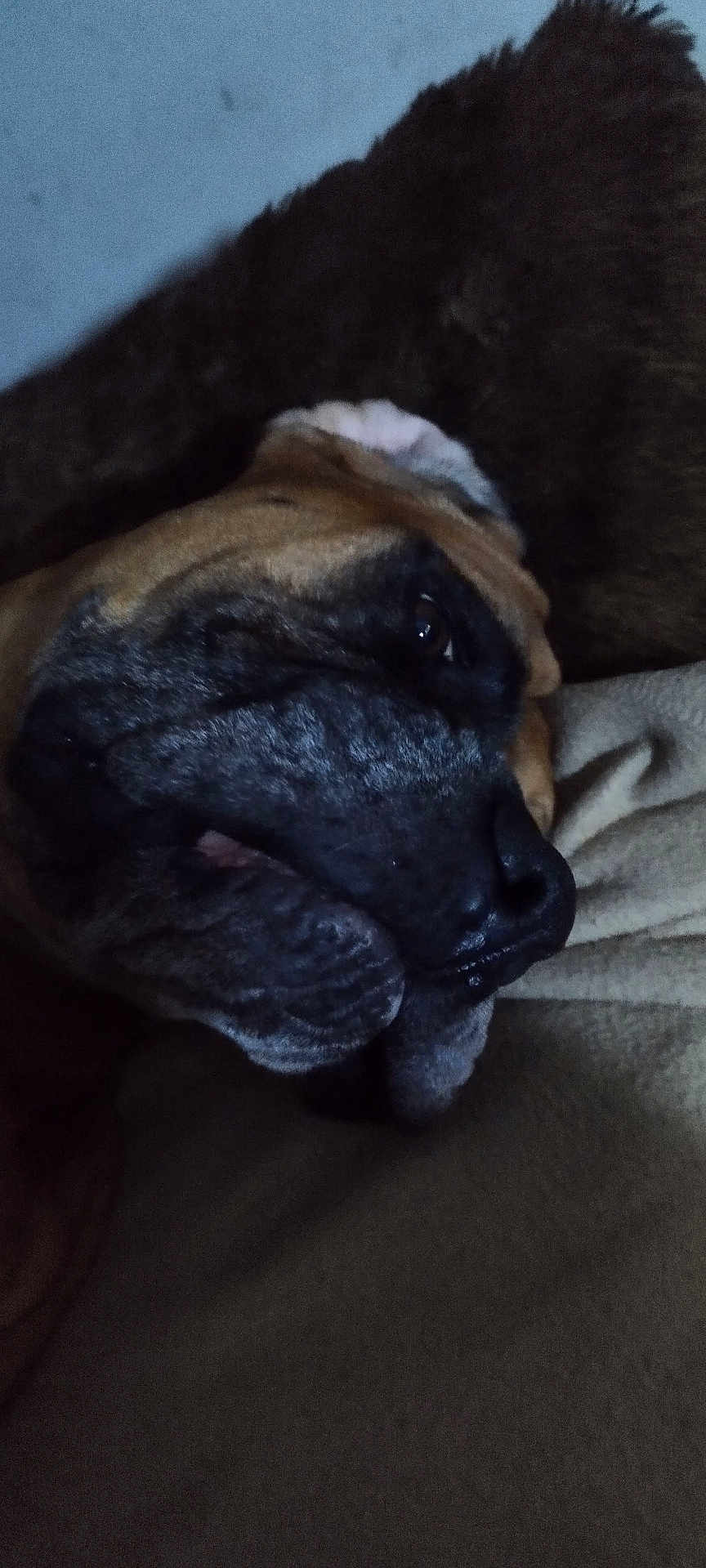 Pacha participe au concours pour gagner de l'argent avec cette photo : animal, boxer, bulldog, canine, dog, face, frenchbulldog, head, hound, indoors, interiordesign, person, pet, photography, pitbull, portrait, pug, puppy, sleeping, snout