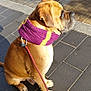 Pacha participe au concours pour gagner de l'argent avec cette photo : accessories, animal, bench, boxer, bulldog, canine, clothing, dog, frenchbulldog, furniture, hound, knitwear, leash, path, pet, puppy, purple, scarf, strap, sweater