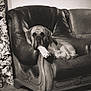 Pacha a rejoint le concours — aidez-le/la à gagner de superbes lots ! animal, architecture, armchair, building, canine, chair, couch, cushion, dog, furniture, greatdane, homedecor, hound, indoors, labradorretriever, livingroom, pet, pointer, puppy, room