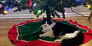 Tucker joined the competition — help win amazing prizes! cat, christmas_tree, tree_skirt, ornaments, lights, holiday, festive, black_and_white, feline, floor, wooden_floor, indoor, decorations, relaxing, pet, holiday_decor, christmas_lights, home, celebration, cozy